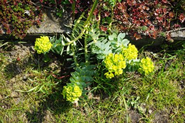Euphorbia myrsinitis Nisan ayında çiçek açar. Euphorbia myrsinites ya da öforbia myrsinites, spurge familyasından sulu bir bitki türüdür. Berlin, Almanya, Avrupa.