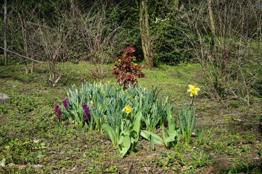 Nisan ayında Sümbül, Hyacinthus orientalis, nergis, Narcissus sp., laleler, Tulipa sp., ve Mahonia aquifolium çalıları Schlosspark Biesdorf 'ta bir çimenlikte yetişir. Hyacinthus orientalis, çiçekli bir bitki türüdür. Berlin, Almanya