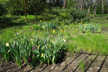 Sümbül, Hyacinthus orientalis, nergis, Narcissus sp., ve laleler, Tulipa sp., Nisan ayında Schlosspark Biesdorf 'ta bir çimenlikte yetişir. Berlin, Almanya.
