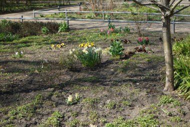 Sümbüller, Hyacinthus orientalis, nergisler, Narcissus sp., laleler, Tulipa sp., ve Viola x wittrockiana çiçekleri Nisan ayında Schlosspark Biesdorf 'ta bir çiçeklikte yetişir. Hyacinthus orientalis, çiçekli bir bitki türüdür. Berlin, Almanya.