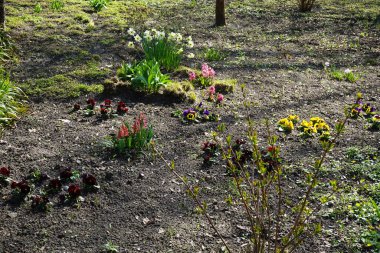 Sümbüller, Hyacinthus orientalis, nergisler, Narcissus sp., laleler, Tulipa sp., ve Viola x wittrockiana çiçekleri Nisan ayında Schlosspark Biesdorf 'ta bir çiçeklikte yetişir. Hyacinthus orientalis, çiçekli bir bitki türüdür. Berlin, Almanya.