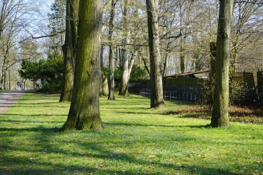 Scilla Siberica ve Ficaria verna çiçekleri Nisan ayında bir Schlosspark Biesdorf 'ta çiçek açarlar. Scilla Siberica, Asparagaceae familyasından bir kuş türü. Berlin, Almanya.
