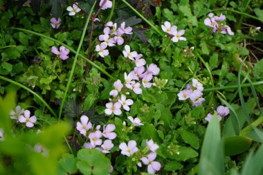 Arap Kafkasya bitkileri Nisan ayında bahçede açık pembe çiçeklerle çiçek açarlar. Arap Kafkasya (