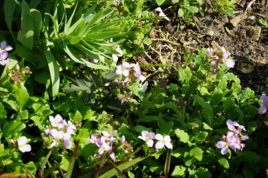 Arap Kafkasya bitkileri Nisan ayında bahçede açık pembe çiçeklerle çiçek açarlar. Arap Kafkasya (