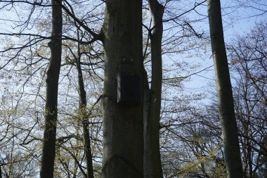 Nisan ayında bir dinlenme alanındaki bir ağaçta asılı bir kuş evi. Yuva kutusu, yuva yuvası, kuş yuvası, kuş yuvası, kuş yuvası, hayvanların yuva yapması için insan yapımı bir muhafazadır. Berlin, Almanya, Avrupa.