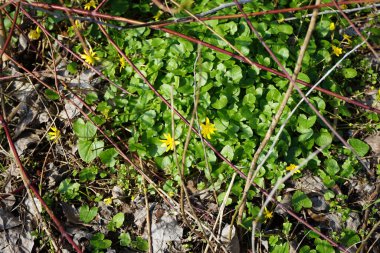 Ficaria verna çiçekleri Nisan ayında dinlenme alanında sarı çiçeklerle açarlar. Ficaria verna ya da Ficaria verna, Ranunculus ficaria veya pilewort, uzun ömürlü, tüysüz bir bitkidir. Berlin, Almanya.