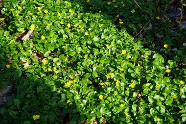 Ficaria verna çiçekleri Nisan ayında dinlenme alanında sarı çiçeklerle açarlar. Ficaria verna ya da Ficaria verna, Ranunculus ficaria veya pilewort, uzun ömürlü, tüysüz bir bitkidir. Berlin, Almanya.