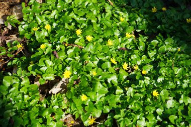 Ficaria verna çiçekleri Nisan ayında dinlenme alanında sarı çiçeklerle açarlar. Ficaria verna ya da Ficaria verna, Ranunculus ficaria veya pilewort, uzun ömürlü, tüysüz bir bitkidir. Berlin, Almanya.