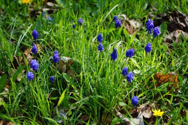 Muscari Ermeniacum, Ficaria verna ve Taraxacum resmi çiçekleri Nisan ayında dinlenme alanında çiçek açarlar. Taraxacum officinale, karahindiba ya da bilinen adıyla karahindiba, karahindiba cinsinin uzun ömürlü çiçeğidir. Berlin, Almanya.