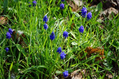 Nisan ayında bahçede Muscari ermeniacum çiçekleri açar. Muscari armeniacum, kuşkonmaz familyasından Scilloideae familyasından bir bitki türü. Berlin, Almanya.