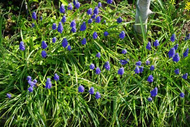 Nisan ayında bahçede Muscari ermeniacum çiçekleri açar. Muscari armeniacum, kuşkonmaz familyasından Scilloideae familyasından bir bitki türü. Berlin, Almanya.