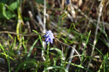 Nisan ayında bir Apis mellifera arısı Muscari armeniacum çiçeklerinin üzerinde uçar. Batı bal arısı, Avrupa bal arısı, Apis mellifera bir haşerat böceği. Berlin, Almanya.