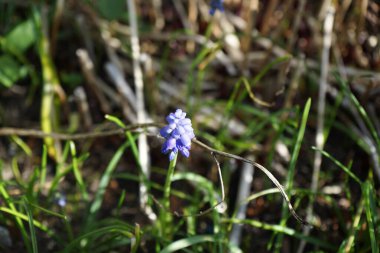 Nisan ayında bahçede Muscari ermeniacum çiçekleri açar. Muscari armeniacum, kuşkonmaz familyasından Scilloideae familyasından bir bitki türü. Berlin, Almanya.