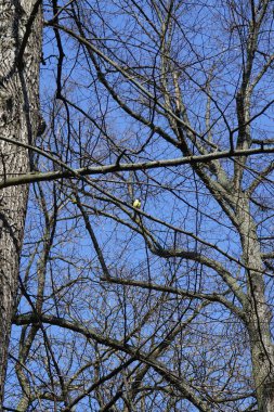 A Parus major bird perches on a branch of a tree without leaves in April. The great tit, Parus major, is a small passerine bird in the tit family Paridae. Berlin, Germany, Europe.