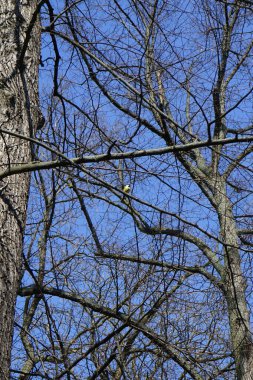A Parus major bird perches on a branch of a tree without leaves in April. The great tit, Parus major, is a small passerine bird in the tit family Paridae. Berlin, Germany, Europe.