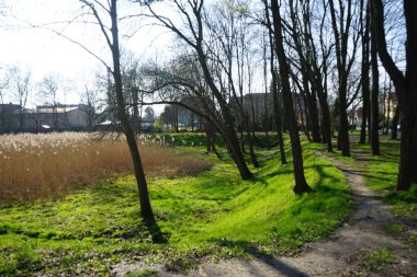 Nisan ayında Wassamsermelstelle Schilfteich dinlenme alanında bulunan Ficaria verna, Lamium purpureum ve Taraxacum officinale çiçekleri Phragmites australis su bitkilerinin arka planına karşı çiçek açarlar. Biesdorf, Berlin, Almanya.