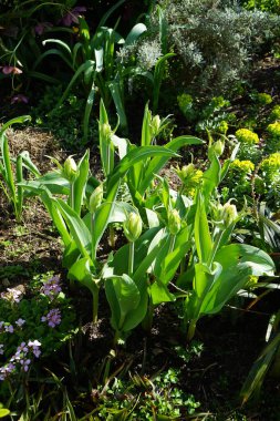 Tulipa Foster 'Egzotik İmparator' u Nisan 'da bahçede beyaz çifte çiçeklerle çiçek açtı. Lale Lily ailesinin bir üyesidir, Liliaceae. Berlin, Almanya.