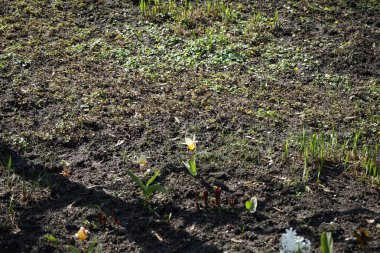 Tulipa greigii 'Quebec' çiçekleri Nisan ayında bahçede açar. Lale Lily ailesinin bir üyesidir, Liliaceae. Berlin, Almanya.