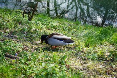 Nisan ayında mavi Scilla Siberica çiçekleriyle Wuhle Nehri kıyısında bir erkek yaban ördeği bulunuyor. Yaban ördeği (