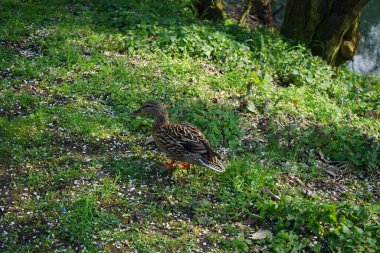 Dişi bir yaban ördeği nisan ayında Wuhle nehrinin kıyısında yürüyor. Yaban ördeği (