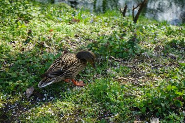 Dişi bir yaban ördeği nisan ayında Wuhle nehrinin kıyısında yürüyor. Yaban ördeği (