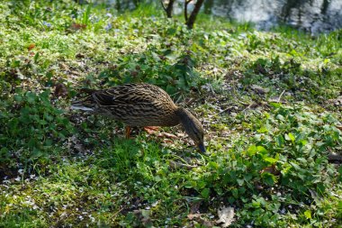 Dişi bir yaban ördeği nisan ayında Wuhle nehrinin kıyısında yürüyor. Yaban ördeği (