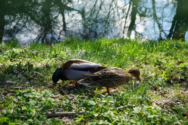 Nisan ayında bir erkek ve bir dişi yaban ördeği, mavi Scilla Siberica çiçekleriyle Wuhle Nehri kıyısında bulunuyor. Yaban ördeği (