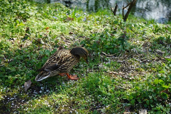 Dişi bir yaban ördeği nisan ayında Wuhle nehrinin kıyısında yürüyor. Yaban ördeği (
