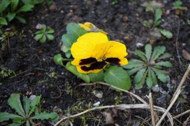 Viola x wittrockiana 'Yellow Blotch' Nisan ayında bahçede çiçek açar. Bahçe ibnesi Viola x wittrockiana, bir bahçe çiçeği olarak yetiştirilmiş bir tür büyük çiçekli melez bitkidir. Berlin, Almanya.