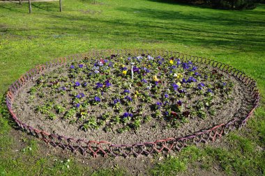 Çiçek tarlası Nisan ayında Schlosspark Biesdorf 'ta çeşitli hanım evlatlarıyla ekilir. Bahçe ibnesi Viola x wittrockiana, bir bahçe çiçeği olarak yetiştirilmiş bir tür büyük çiçekli melez bitkidir. Berlin, Almanya.