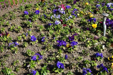 Çiçek tarlası Nisan ayında Schlosspark Biesdorf 'ta çeşitli hanım evlatlarıyla ekilir. Bahçe ibnesi Viola x wittrockiana, bir bahçe çiçeği olarak yetiştirilmiş bir tür büyük çiçekli melez bitkidir. Berlin, Almanya.