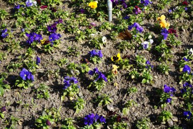 Çiçek tarlası Nisan ayında Schlosspark Biesdorf 'ta çeşitli hanım evlatlarıyla ekilir. Bahçe ibnesi Viola x wittrockiana, bir bahçe çiçeği olarak yetiştirilmiş bir tür büyük çiçekli melez bitkidir. Berlin, Almanya.