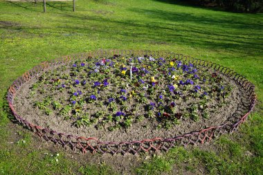 Çiçek tarlası Nisan ayında Schlosspark Biesdorf 'ta çeşitli hanım evlatlarıyla ekilir. Bahçe ibnesi Viola x wittrockiana, bir bahçe çiçeği olarak yetiştirilmiş bir tür büyük çiçekli melez bitkidir. Berlin, Almanya.
