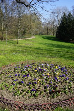 Çiçek tarlası Nisan ayında Schlosspark Biesdorf 'ta çeşitli hanım evlatlarıyla ekilir. Bahçe ibnesi Viola x wittrockiana, bir bahçe çiçeği olarak yetiştirilmiş bir tür büyük çiçekli melez bitkidir. Berlin, Almanya.