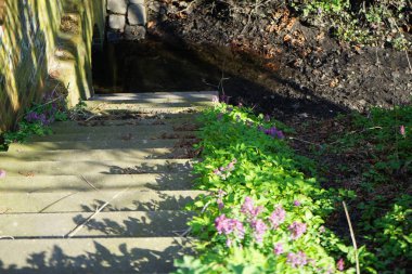 Corydalis solida bitkileri Nisan ayında Hafersteiggraben yakınlarında mor çiçeklerle çiçek açarlar. Corydalis solida, Papaveraceae familyasından bir kuş türü. Berlin, Almanya.