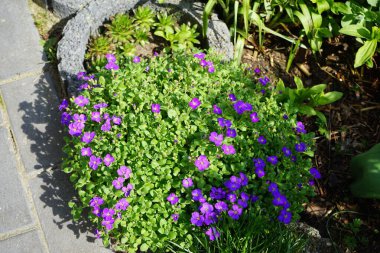 Aubrieta x cultorum 'Kitte' çiçekleri Nisan ayında bahçede mavi-mor çiçeklerle açar. Aubrieta, lahanagiller (Brassicaceae) familyasından bir bitki cinsidir. Berlin, Almanya.