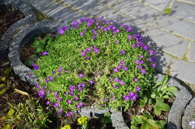 Aubrieta x cultorum 'Kitte' çiçekleri Nisan ayında bahçede mavi-mor çiçeklerle açar. Aubrieta, lahanagiller (Brassicaceae) familyasından bir bitki cinsidir. Berlin, Almanya.