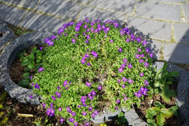 Aubrieta x cultorum 'Kitte' çiçekleri Nisan ayında bahçede mavi-mor çiçeklerle açar. Aubrieta, lahanagiller (Brassicaceae) familyasından bir bitki cinsidir. Berlin, Almanya.