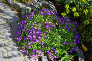 Nisan 'da bahçede Euphorbia myrsinitis' in sarı çiçekleri ve Aubrieta x cultorum 'Kitte' nin mavi-menekşeleri çiçek açar. Aubrieta, lahanagiller (Brassicaceae) familyasından bir bitki cinsidir. Berlin, Almanya.