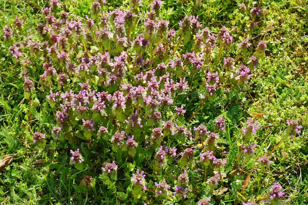 Lamium purpureum bitkileri Nisan ayında vahşi doğada çiçek açarlar. Lamium purpureum (kırmızı ölü ısırgan otu, mor ölü ısırgan otu veya mor başmelek), her yıl yetişen bir bitkidir. Berlin, Almanya.