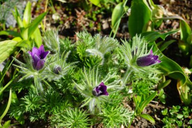 Pulsatilla vulgaris Nisan ayında bahçede mor çiçeklerle çiçek açar. Pulsatilla vulgaris, Ranunculaceae familyasına ait çiçekli bir bitki türüdür. Berlin, Almanya.