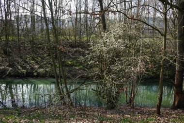 Nisan ayında çiçek açan bitkilerle çevrili Wuhle Nehri manzarası. Wuhle, Spree 'ye küçük bir sağ yaka haracı. Berlin, Almanya, Avrupa.