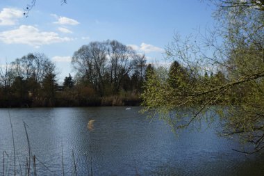 Nisan ayında dilsiz bir kuğu Wuhlesee veya Wuhlebecken Gölü 'nde yüzer. Dilsiz kuğu (
