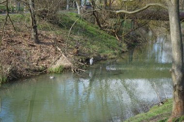 Gri balıkçıl, Ardea cinerea ve yaban ördekleri, Anas platyrhynchos, Nisan ayında Wuhle Nehri civarında yaşarlar. Ardea cinerea balıkçılgiller (Ardeidae) familyasından yırtıcı bir kuş türü. Berlin, Almanya, Avrupa.