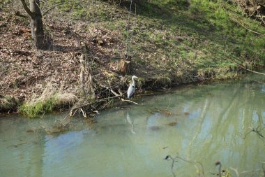 Gri balıkçıl, Ardea cinerea, Nisan ayında Wuhle Nehri civarında yaşar. Ardea cinerea balıkçılgiller (Ardeidae) familyasından yırtıcı bir kuş türü. Berlin, Almanya, Avrupa.