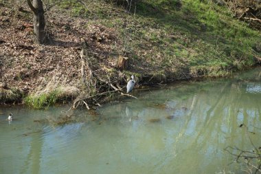 Gri balıkçıl, Ardea cinerea ve yaban ördekleri, Anas platyrhynchos, Nisan ayında Wuhle Nehri civarında yaşarlar. Ardea cinerea balıkçılgiller (Ardeidae) familyasından yırtıcı bir kuş türü. Berlin, Almanya, Avrupa.