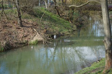 Gri balıkçıl, Ardea cinerea ve yaban ördekleri, Anas platyrhynchos, Nisan ayında Wuhle Nehri civarında yaşarlar. Ardea cinerea balıkçılgiller (Ardeidae) familyasından yırtıcı bir kuş türü. Berlin, Almanya, Avrupa.