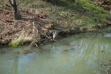Gri balıkçıl, Ardea cinerea ve yaban ördekleri, Anas platyrhynchos, Nisan ayında Wuhle Nehri civarında yaşarlar. Ardea cinerea balıkçılgiller (Ardeidae) familyasından yırtıcı bir kuş türü. Berlin, Almanya, Avrupa.