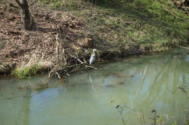 Gri balıkçıl, Ardea cinerea, Nisan ayında Wuhle Nehri civarında yaşar. Ardea cinerea balıkçılgiller (Ardeidae) familyasından yırtıcı bir kuş türü. Berlin, Almanya, Avrupa.