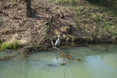Gri balıkçıl, Ardea cinerea ve yaban ördekleri, Anas platyrhynchos, Nisan ayında Wuhle Nehri civarında yaşarlar. Ardea cinerea balıkçılgiller (Ardeidae) familyasından yırtıcı bir kuş türü. Berlin, Almanya, Avrupa.